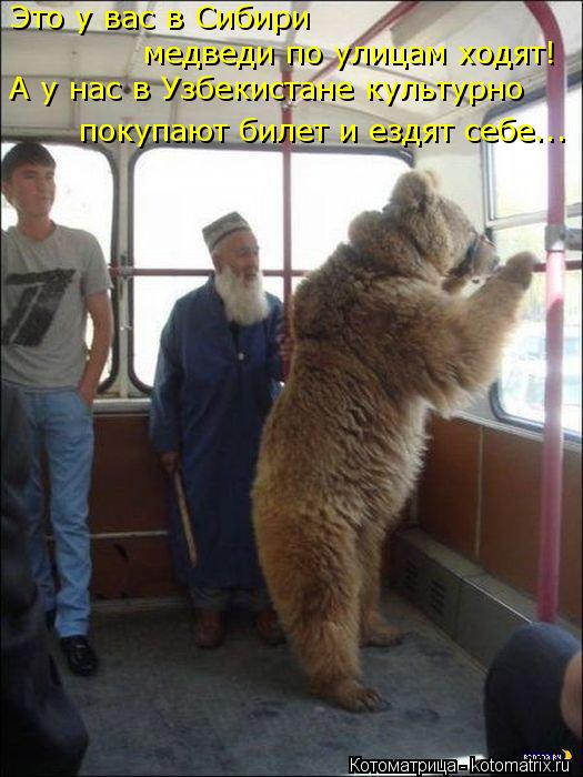 Котоматрица: Это у вас в Сибири  медведи по улицам ходят! А у нас в Узбекистане культурно покупают билет и ездят себе...